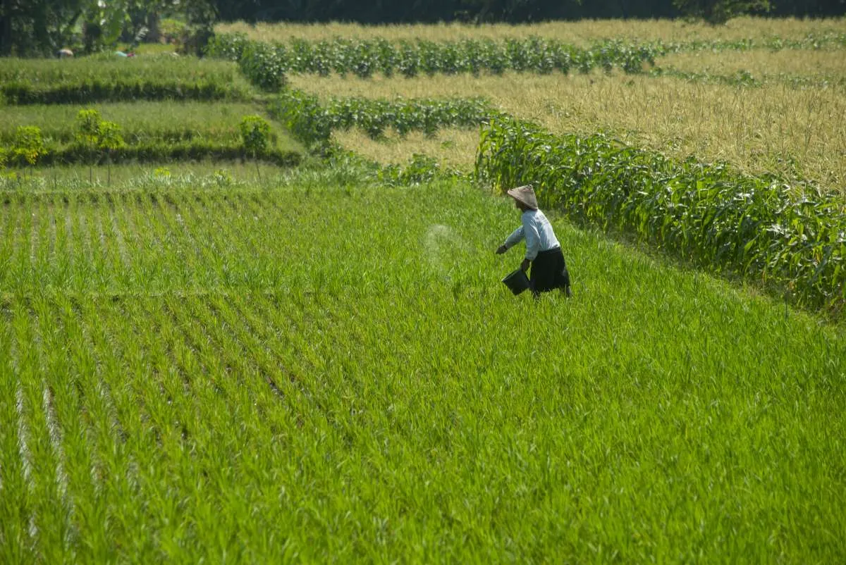 Dorong Regenerasi Petani, Kementan Jalin  Kerja Sama dengan Pemkab Banjar