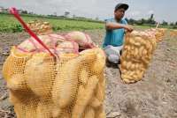 Geopolitik Memanas, Ketahanan Pangan Menjadi Prioritas Pemerintah dan Dunia Usaha