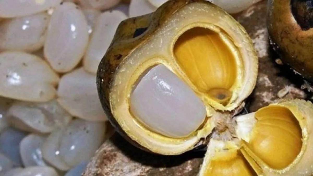 Konsumsi kolang-kaling tak cuma bulan puasa, 4 manfaat ini bisa diperoleh