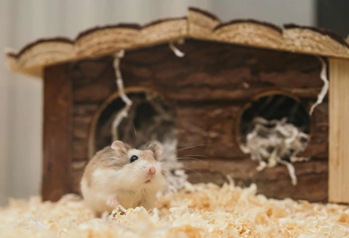 Perhatikan Hal-Hal Berikut Ini Supaya Hamster Peliharaan Berumur Panjang