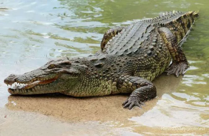 Hewan yang Bisa Hidup Tanpa Makan dan Minum: Buaya