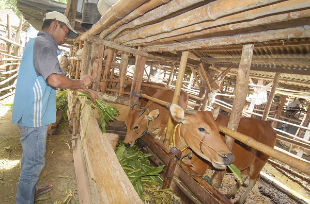 Penyaluran KUR Sudah Mencapai Rp 217,98 Triliun