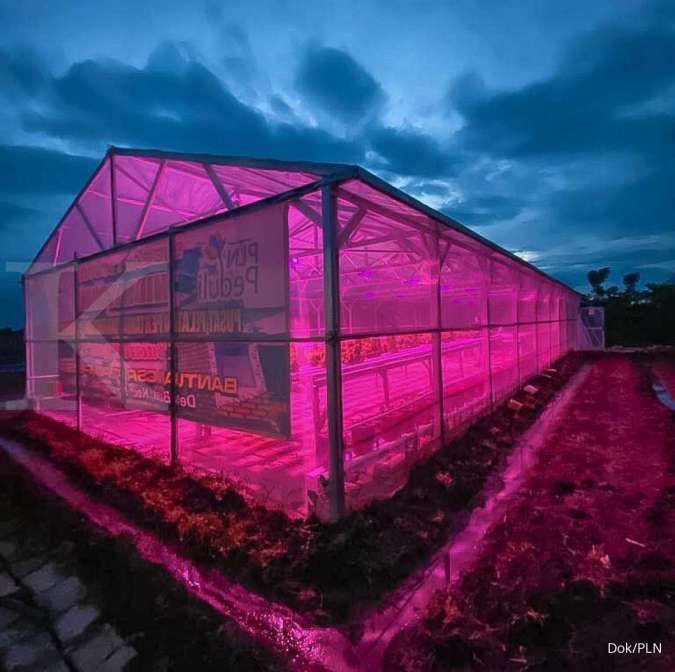 Lampu UV meningkatkan produktivitas tanaman hidroponik