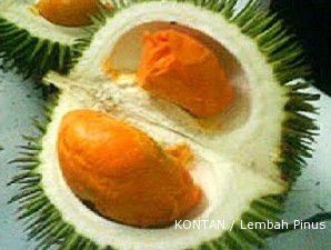 Durian tembaga: Berbiji kecil dan berdaging tebal (1)