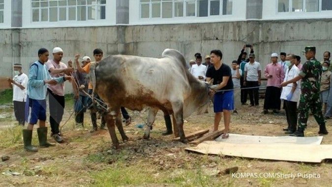 Ini prosesi pemotongan sapi Jokowi