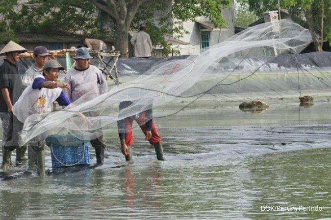 Komoditas udang nasional bisa dongkrak perikanan Indonesia