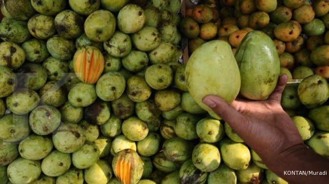 Menanam mangga, memetik rezeki