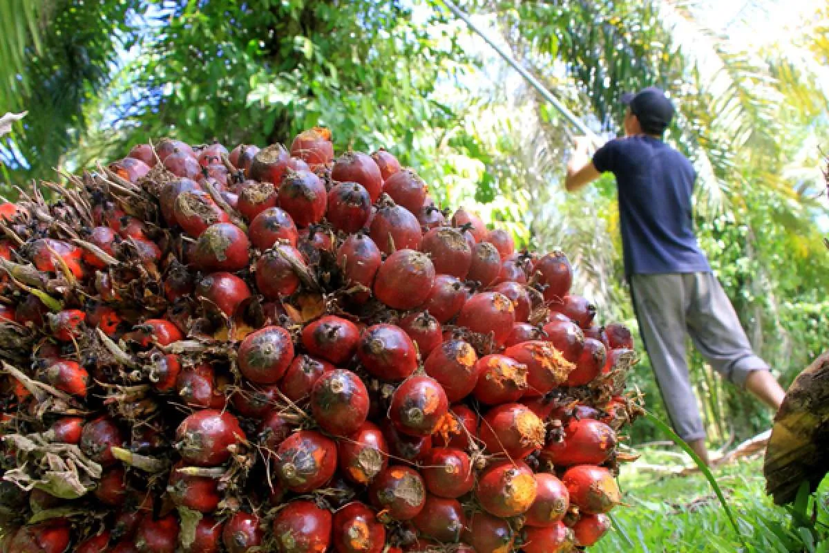 Referendum penolakan produk kelapa sawit RI masuk ke Mahkamah Konstitusi Swiss