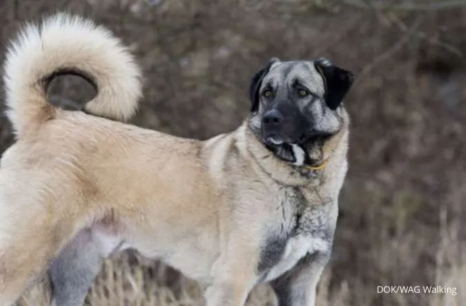 Anjing Ras Anatolian Shepherd