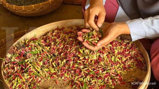 Media Asing Soroti Isu Kebun Cengkeh di Lampung Terpapar Radioaktif Cesium-137