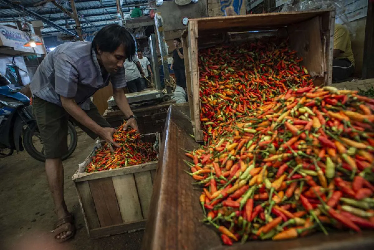 Stabilkan harga, Kementan gelontorkan cabai di enam pasar DKI