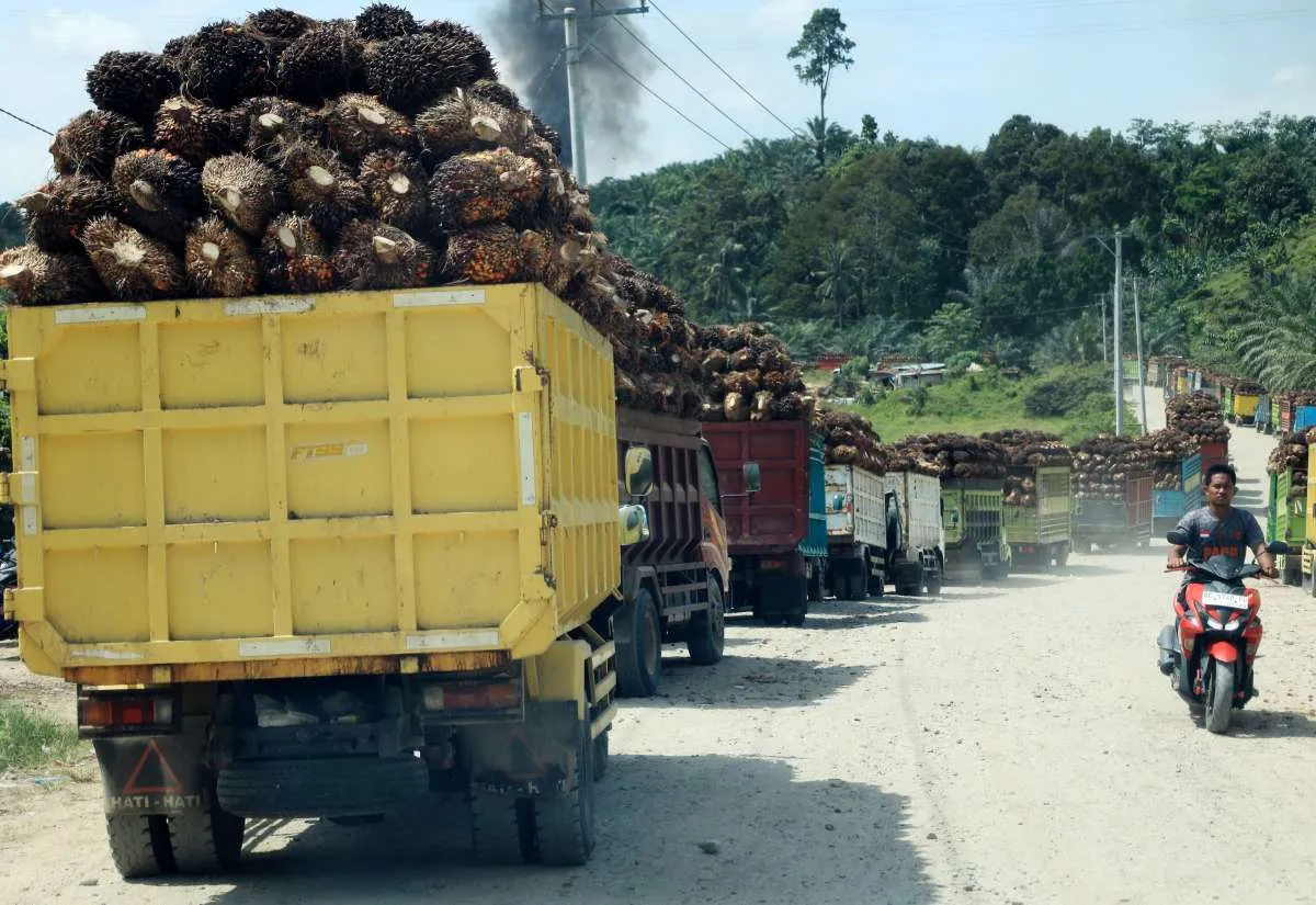 Menilik Kinerja Emiten Sawit Kala Harga CPO Terus Menguat dan Rekomendasi Analis