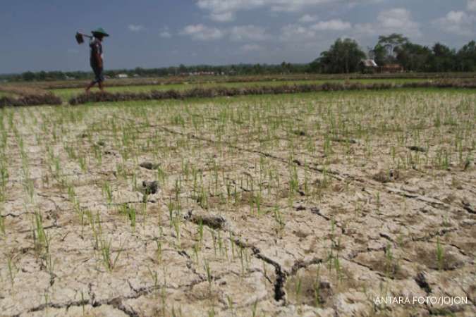 Mentan klaim ketahanan pangan Indonesia masih kuat meski didera kemarau panjang