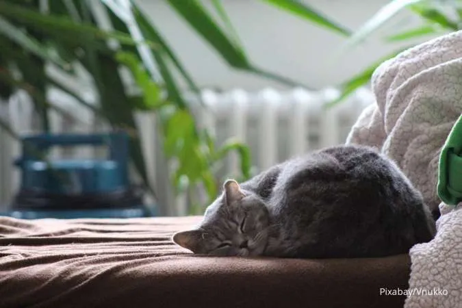 Kucing Tidur