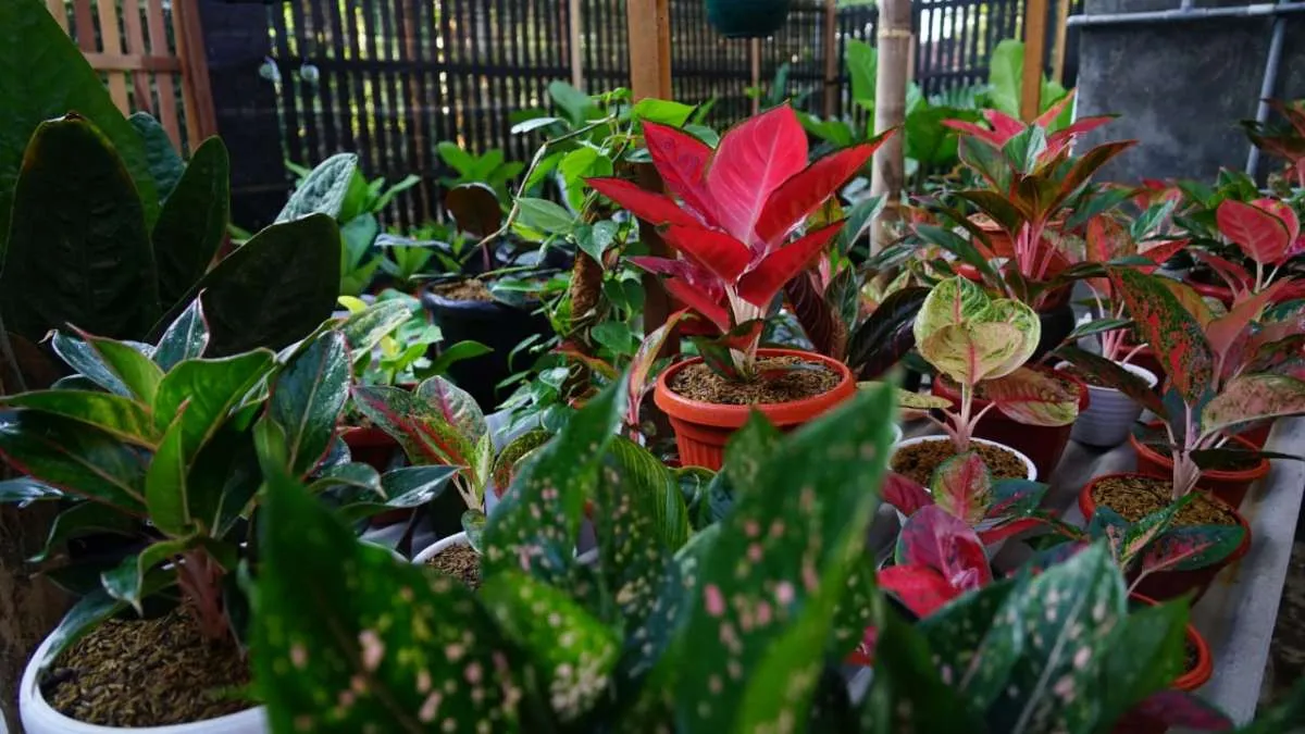 Booming tanaman hias di masa pandemi, ada yang harganya puluhan juta