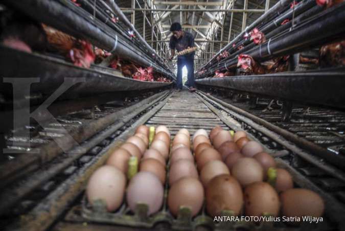 Penjualan telur infertil terkuak: Dijual setengah harga dan bahaya dikonsumsi