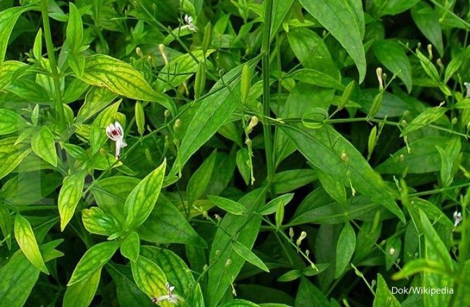 Cara Merebus Daun Sambiloto