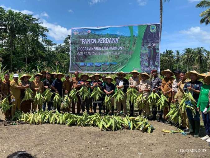 Penuhi TJSL, Grup MIND ID Bersinergi dengan Petani Maluku Utara Hasilkan Panen Jagung