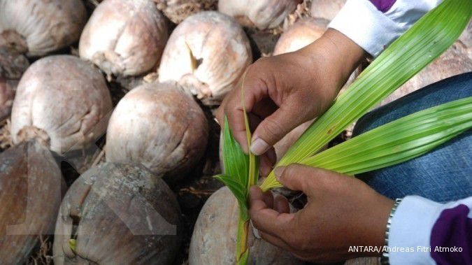 Dipupuk setahun sekali, berbuah sepanjang tahun (2