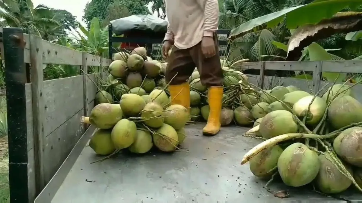 Harga Kelapa Dunia Tertekan Akibat Ketidakpastian Ekonomi dan Perang 