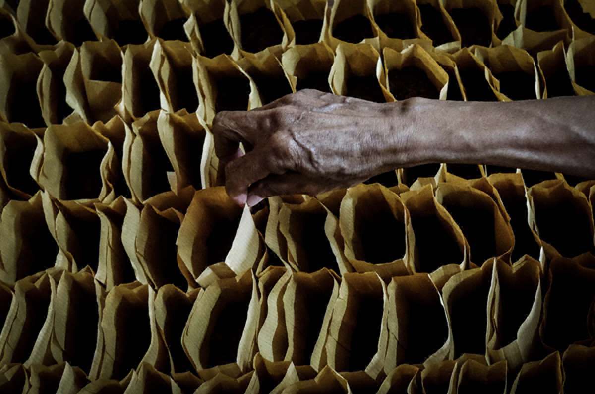 Diskon Harga Kopi Robusta Indonesia Menyempit, Harga Kopi Vietnam Naik Lebih Lanjut