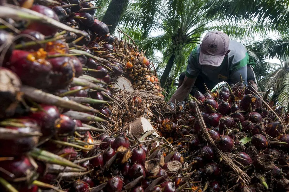 Pemerintah tegaskan bakal terus melawan diskriminasi sawit oleh Eropa