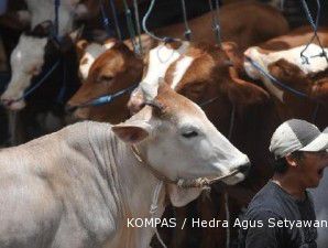Hatta: Indonesia tidak tergantung impor sapi dari Australia