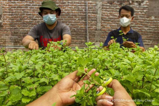 Latihan mencium menggunakan daun mint untuk atasi anosmia