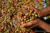 Tahun ini, permintaan kopi robusta diperkirakan masih stabil