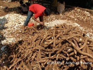 Permintaan meningkat, harga singkong mulai merangkak naik