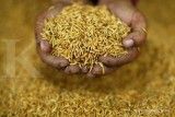 Produksi Padi Filipina Cetak Rekor Tertinggi pada Paruh Pertama 2025