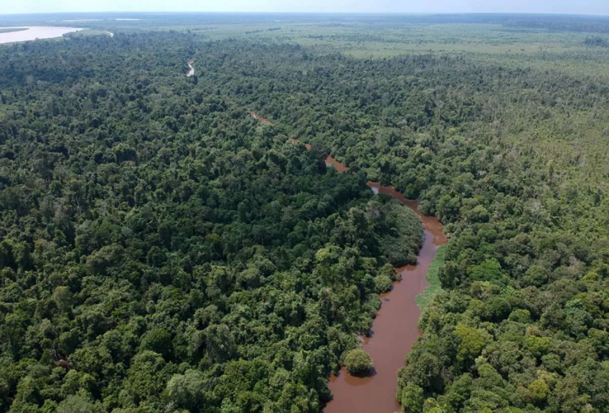 Pandemi corona, laju deforestasi Indonesia turun 75,03% periode 2019-2020