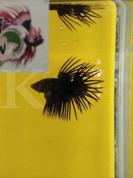 Konteks ikan cupang Bogor