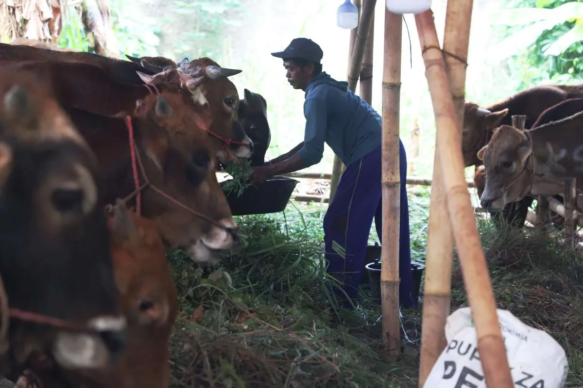 4 Hari Menuju Hari Raya Idul Adha, Ini Harga Sapi dan Kambing Kurban di Bandung