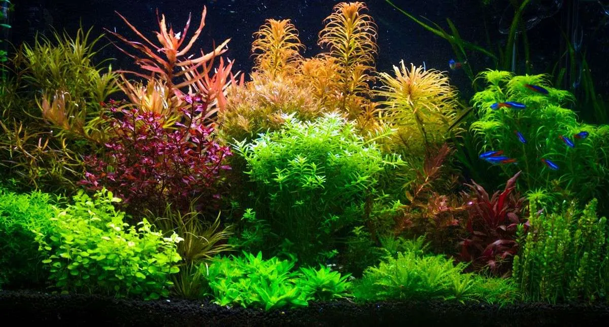 5 Tips Merawat Aquascape yang Tepat 