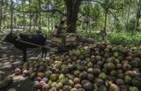 PERPEKINDO Riau Dorong Pemerintah Perbaiki Mekanisme Penetapan Harga Kelapa