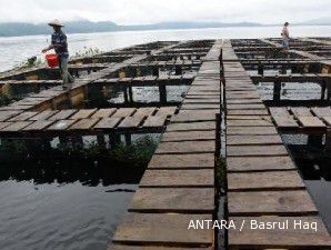 Virus tertangani, produksi ikan mas bakal tembus 380.000 ton