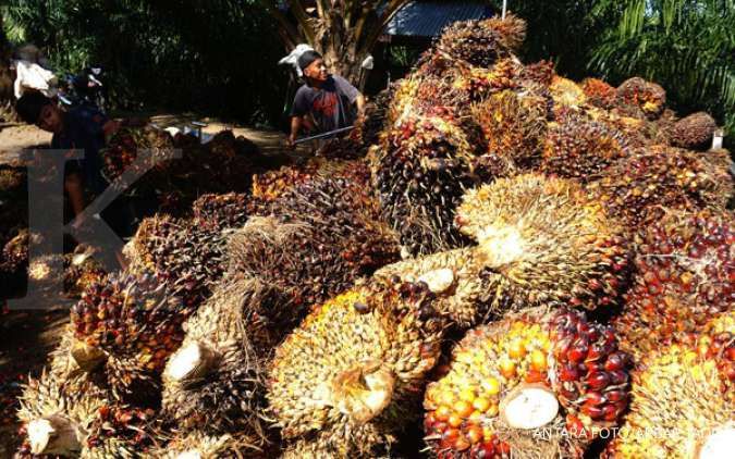 Mendag Zulhas Desak Pabrik kelapa Sawit Beli TBS di Harga Rp 1.600 per Kg