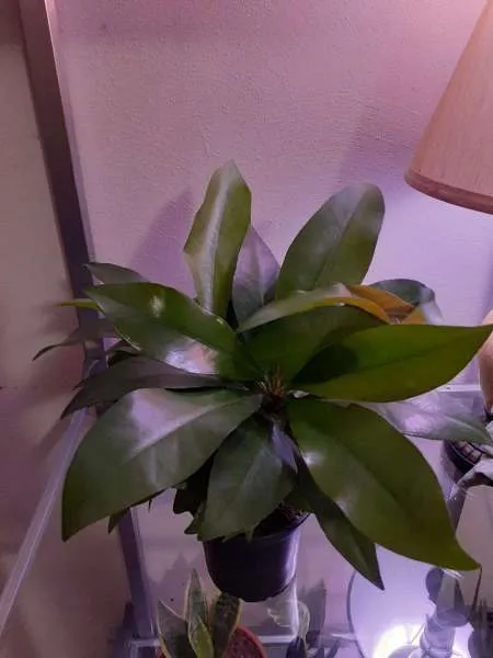 Philodendron Selloum �Green Princess�