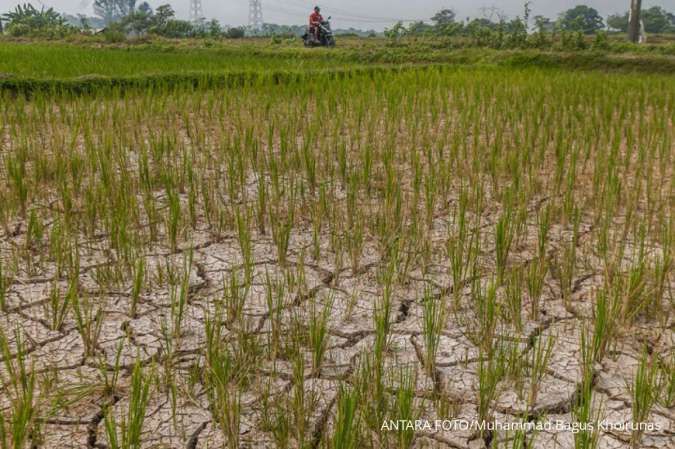 Akibat El Nino, Indonesia Terancam Kehilangan Panen 1,2 juta Ton Beras
