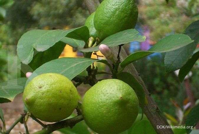 Lemon bisa ditanam dengan okulasi dan biji (2)