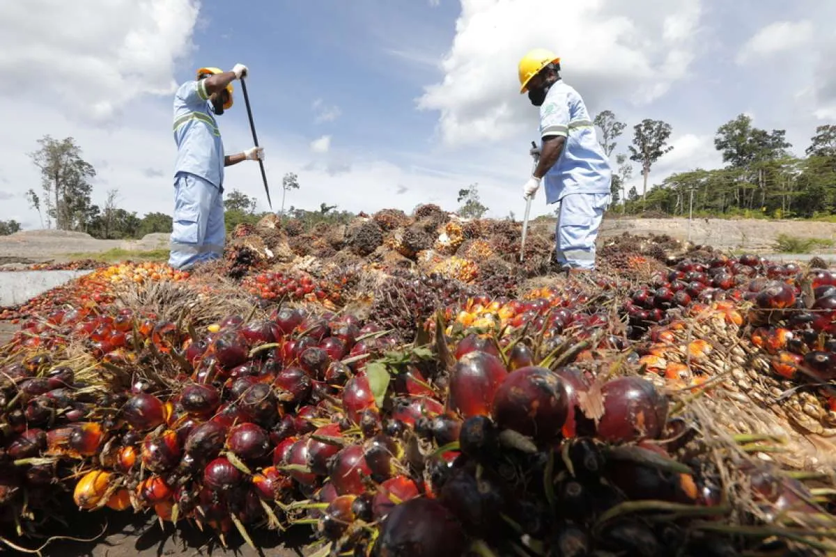 Austindo Nusantara (ANJT) Alokasikan Capex US$ 3,5 Juta Khusus untuk Program ESG