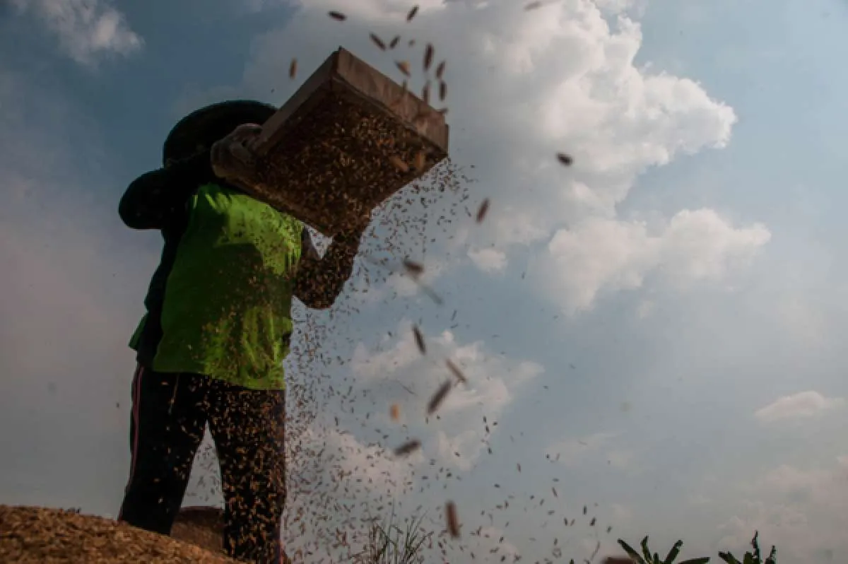 Stok pangan dinilai cukup aman selama pandemi