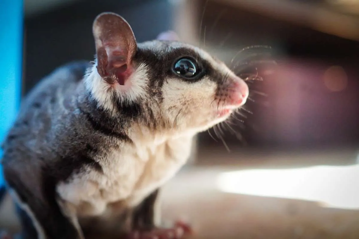 Meski Bukan Hewan Pengerat, Sugar Glider Dapat Tularkan Leptospirosis