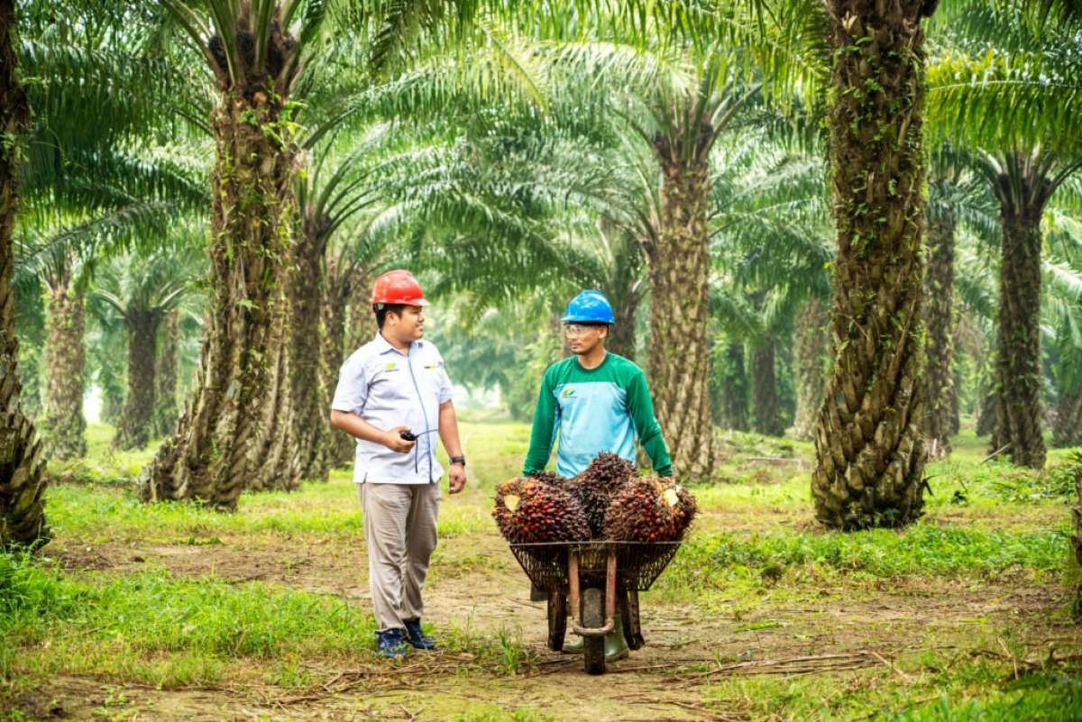 Rencana IPO Palm Co Berlangsung Pada 2025
