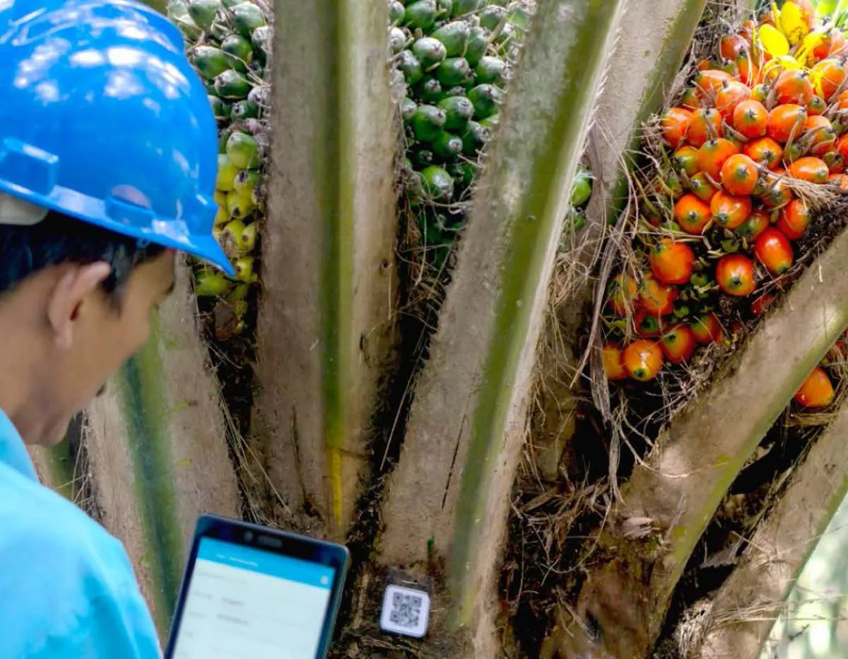 London Sumatra (LSIP) Akan Membagikan Dividen Rp 51 per Saham