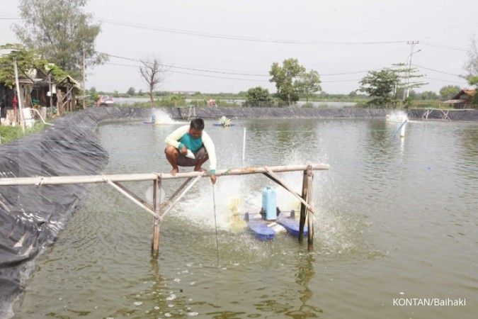 KKP: Puluhan Ribu Petambak Udang Berpotensi Terdampak Tuduhan Dumping dari AS