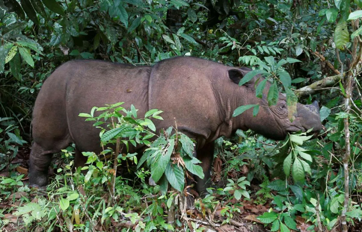 Second Endangered Sumatran Rhino Born in Indonesia