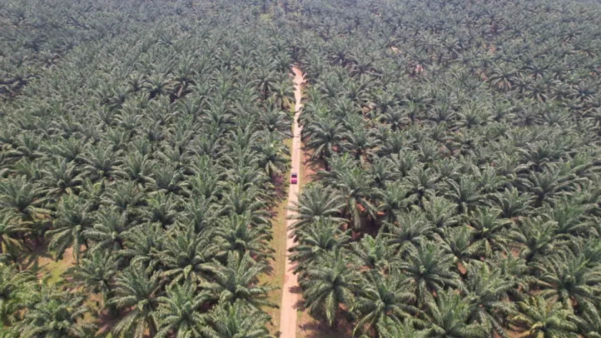 Harga CPO 2026 Diprediksi Turun 2,55%, Ini Pemicu Utamanya