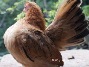 Ayam serama: Menangkap untung besar dari budidaya si ayam kerdil (1)